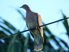 Patagioenas cayennensis