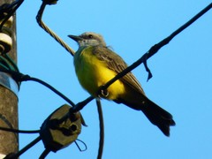 Tyrannus melancholicus