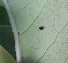 Serangium maculigerum