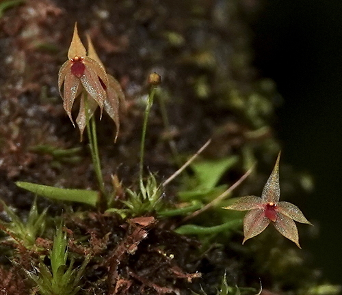 Platystele caudatisepala, photograph 3