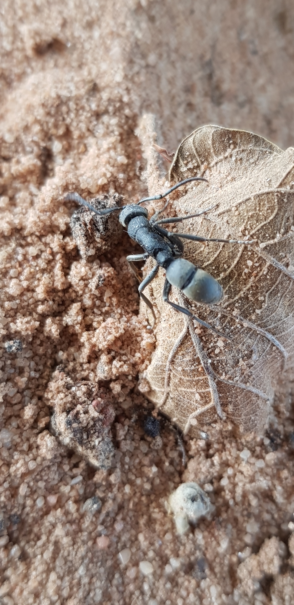 Platythyrea cribrinodis