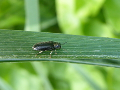 Maoraxia eremita