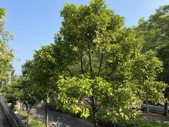 Cryptocarya concinna