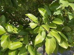 Cryptocarya concinna