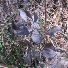 Baptisia bracteata