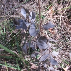 Baptisia bracteata