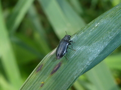 Maoraxia eremita