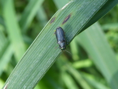 Maoraxia eremita