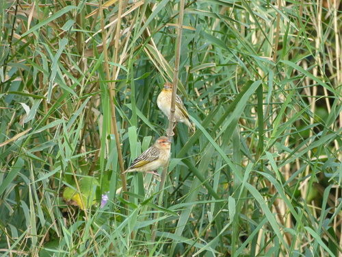 Red-headed Quelea (Quelea erythrops), photo 3