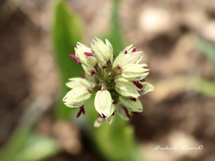 Orchis galilaea