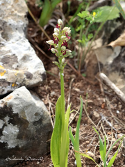 Orchis galilaea