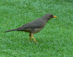 Turdus smithi