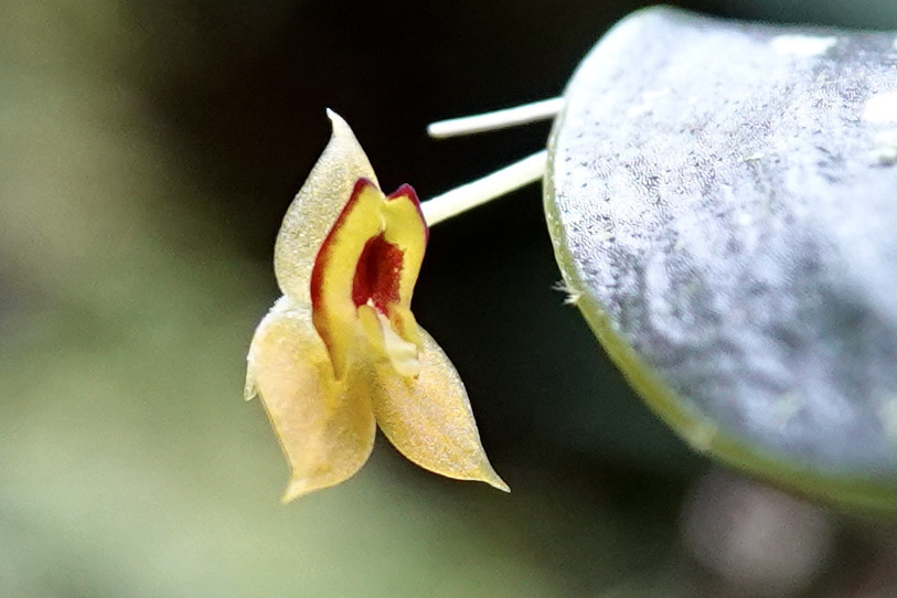 Lepanthes anatina
