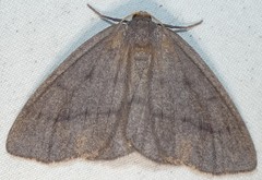 Lambdina pellucidaria