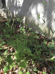 Emilia sonchifolia image