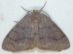 Lambdina pellucidaria