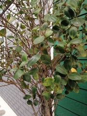 Garcinia subelliptica