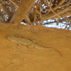 Hemidactylus flaviviridis