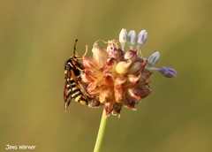 Bembecia ichneumoniformis