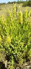 Lavandula viridis