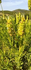 Lavandula viridis