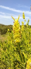 Lavandula viridis