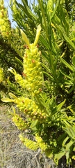 Lavandula viridis