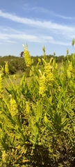 Lavandula viridis