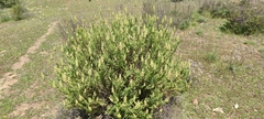 Lavandula viridis