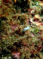 Polycera kernowensis