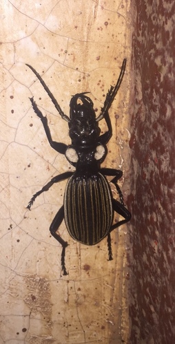 Anthia artemis