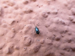 Phyllotreta nigripes