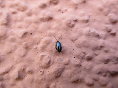 Phyllotreta nigripes