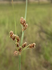Fimbristylis complanata
