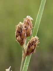 Fimbristylis complanata