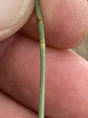 Fimbristylis complanata