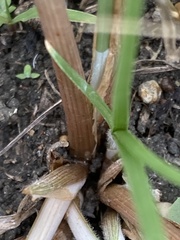 Fimbristylis complanata