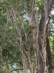 Cardinalis cardinalis image