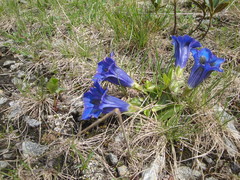 Gentiana clusii