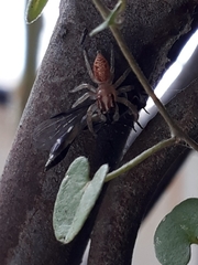 Chira gounellei