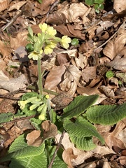Primula elatior