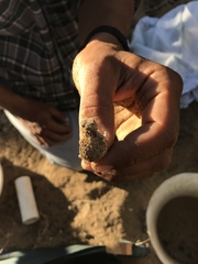 Phrynosoma coronatum