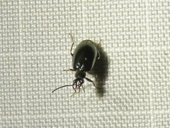 Lebia viridis