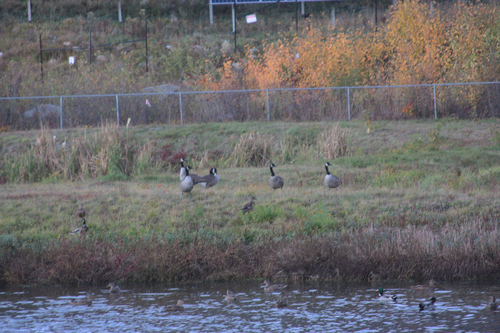 Canada Goose photographed in New Hampshire