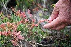 Suaeda novae-zelandiae