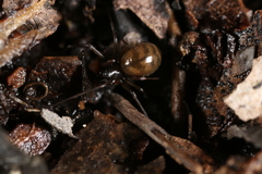 Bathyphantes