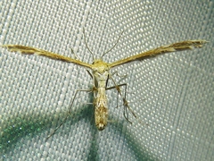 Dejongia