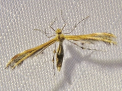 Dejongia