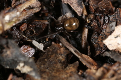 Bathyphantes