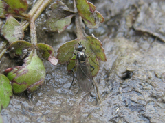 Rhaphium